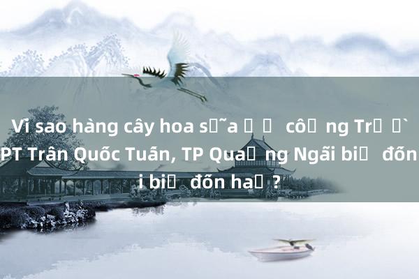 Vì sao hàng cây hoa sữa ở cổng Trường THPT Trần Quốc Tuấn， TP Quảng Ngãi bị đốn hạ?